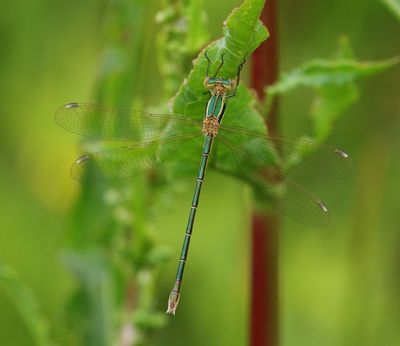 Zwervende Pantserjuffer - Southern Emerald Damselfly