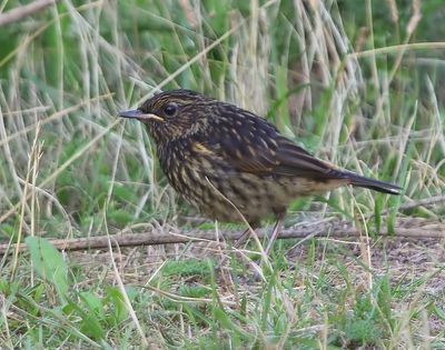 Blauwborst - Bluethroat
