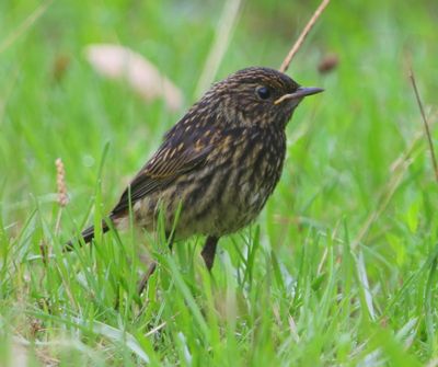 Blauwborst - Bluethroat
