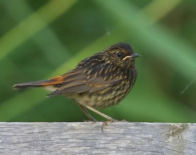Blauwborst - Bluethroat