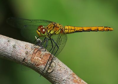 Bloedrode Heidelibel - Ruddy Darter