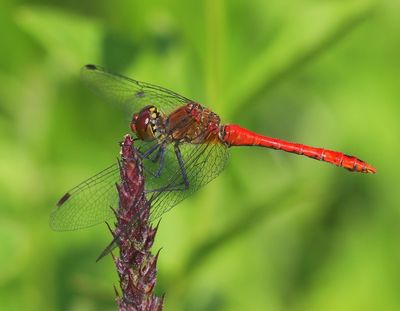 Bloedrode Heidelibel - Ruddy Darter