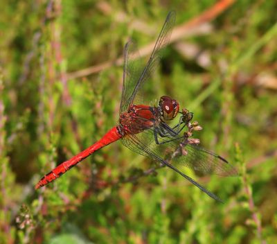 Bloedrode Heidelibel - Ruddy Darter