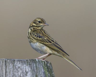 Boompieper - Tree Pipit