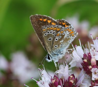 Bruin Blauwtje - Brown Argus