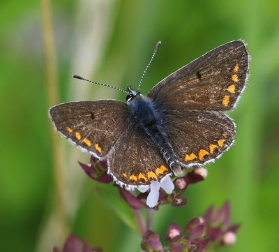 Bruin Blauwtje - Brown Argus