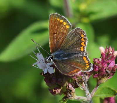 Bruin Blauwtje - Brown Argus