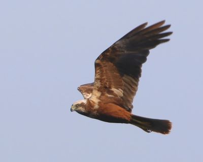 Bruine Kiekendief - Western Marsh Harrier