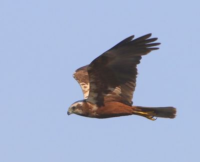 Bruine Kiekendief - Western Marsh Harrier