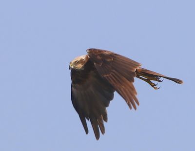 Bruine Kiekendief - Western Marsh Harrier