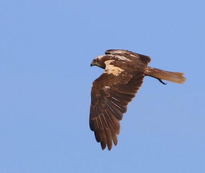 Bruine Kiekendief - Western Marsh Harrier