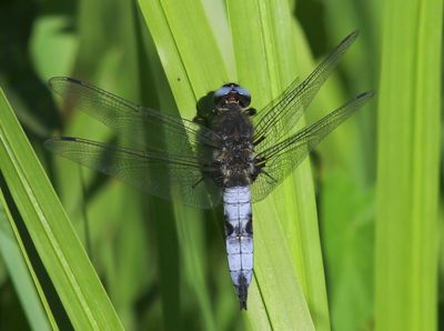 Bruine Korenbout - Scarce Chaser