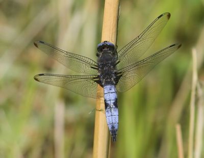 Bruine Korenbout - Scarce Chaser