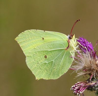 Citroenvlinder - Common Brimstone