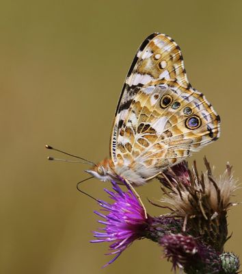 Distelvlinder - Painted Lady