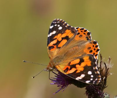 Distelvlinder - Painted Lady