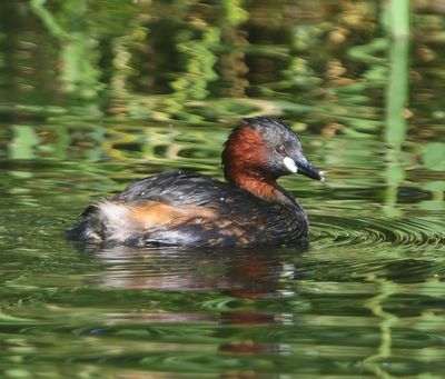 Dodaars - Little Grebe