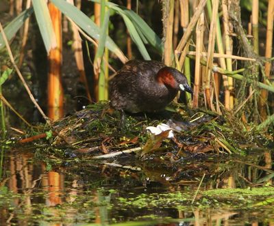 Dodaars - Little Grebe