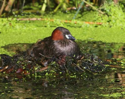 Dodaars - Little Grebe