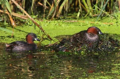 Dodaars - Little Grebe