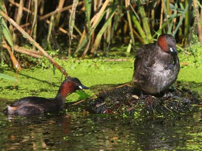 Dodaars - Little Grebe