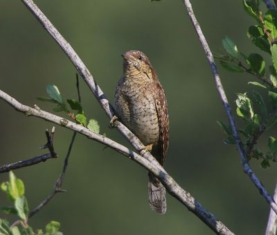 Draaihals - Eurasian Wryneck