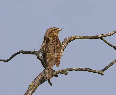 Draaihals - Eurasian Wryneck