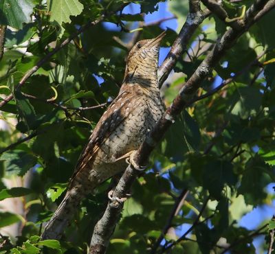 Draaihals - Eurasian Wryneck