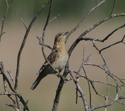 Draaihals - Eurasian Wryneck