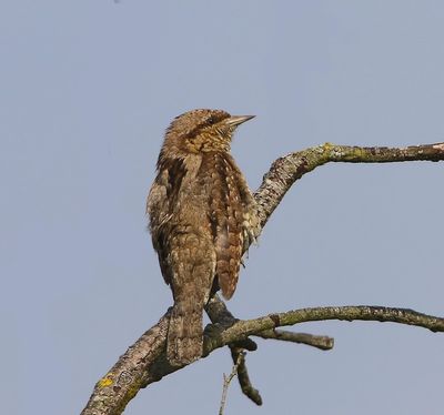 Draaihals - Eurasian Wryneck