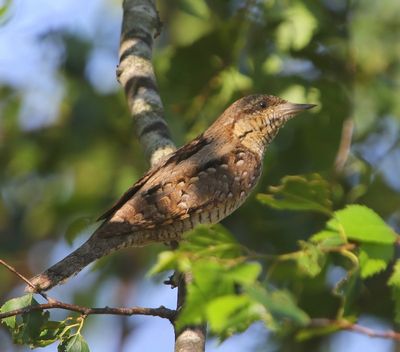Draaihals - Eurasian Wryneck