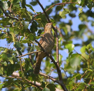 Draaihals - Eurasian Wryneck