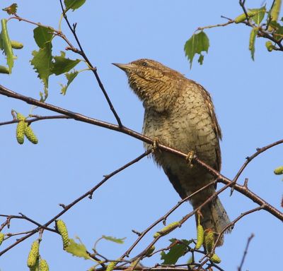 Draaihals - Eurasian Wryneck