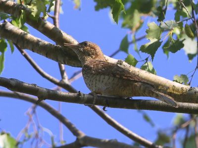 Draaihals - Eurasian Wryneck