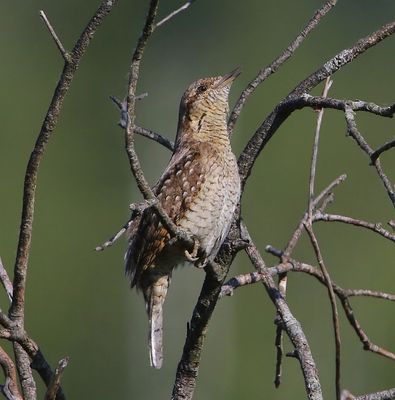 Draaihals - Eurasian Wryneck