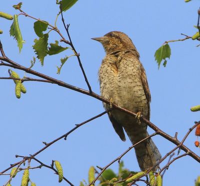 Draaihals - Eurasian Wryneck