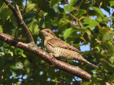 Draaihals - Eurasian Wryneck