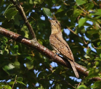 Draaihals - Eurasian Wryneck