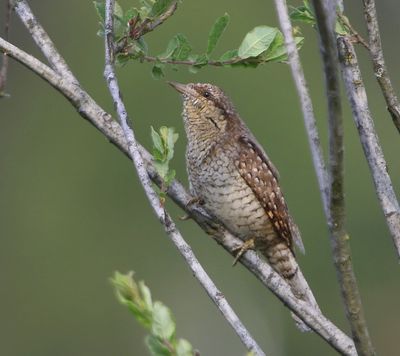 Draaihals - Eurasian Wryneck