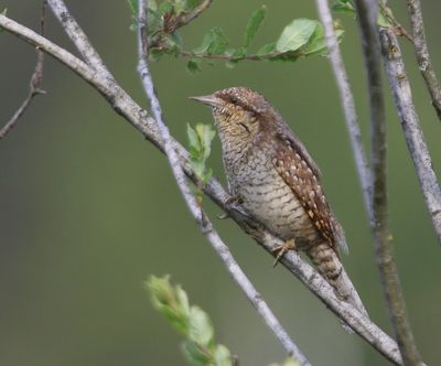 Draaihals - Eurasian Wryneck