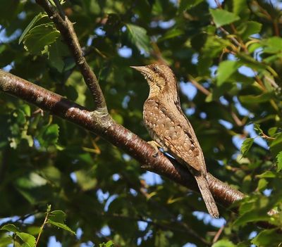 Draaihals - Eurasian Wryneck
