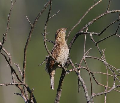 Draaihals - Eurasian Wryneck