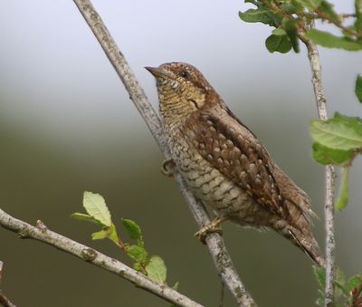 Draaihals - Eurasian Wryneck
