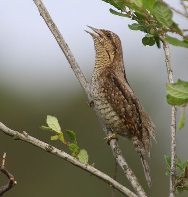 Draaihals - Eurasian Wryneck