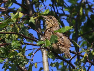Draaihals - Eurasian Wryneck