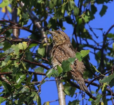 Draaihals - Eurasian Wryneck