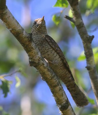 Draaihals - Eurasian Wryneck