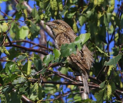 Draaihals - Eurasian Wryneck