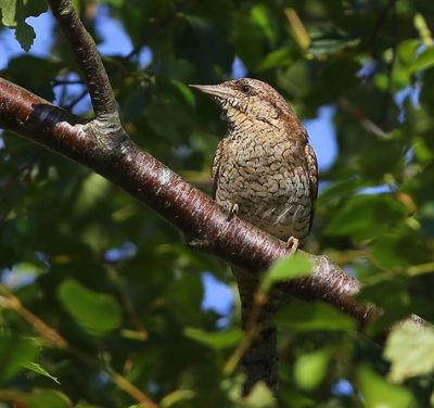 Draaihals - Eurasian Wryneck