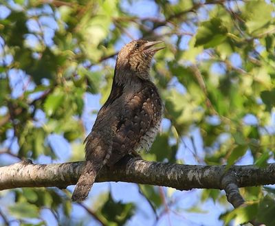 Draaihals - Eurasian Wryneck